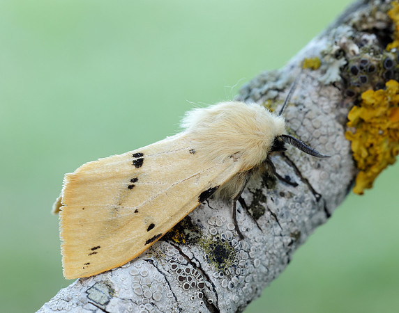 72.019 BF2061 Buff Ermine Spilosoma lutea