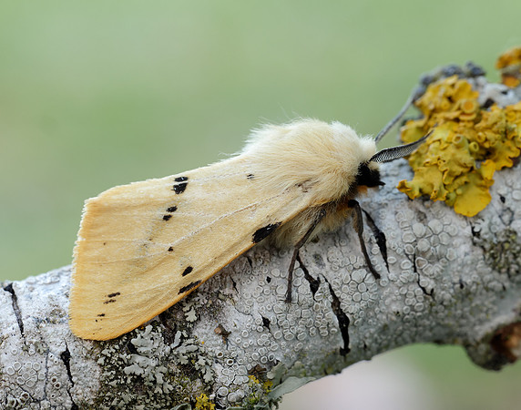 72.019 BF2061 Buff Ermine Spilosoma lutea