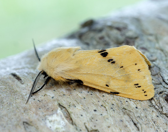72.019 BF2061 Buff Ermine Spilosoma lutea