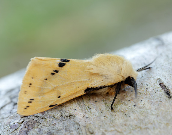 72.019 BF2061 Buff Ermine Spilosoma lutea