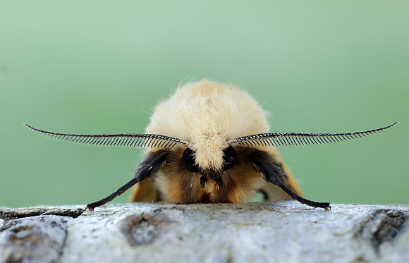 72.019 BF2061 Buff Ermine Spilosoma lutea