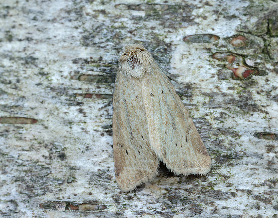 73.147 BF2345 Small Dotted Buff Photedes minima