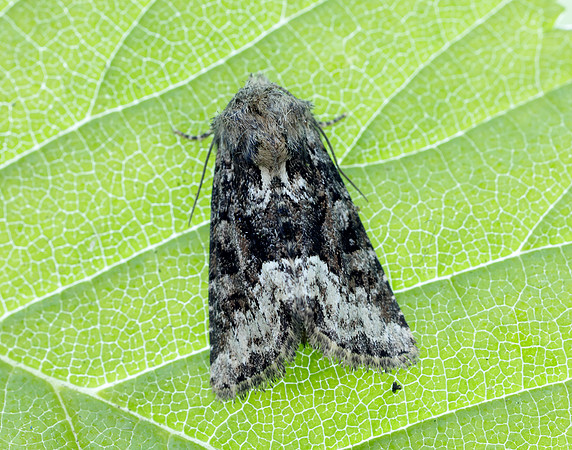 73.173 BF2337 Marbled Minor Oligia strigilis agg