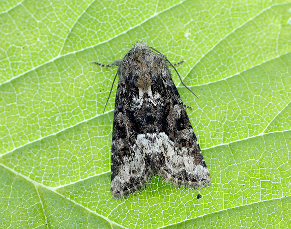 73.173 BF2337 Marbled Minor Oligia strigilis agg