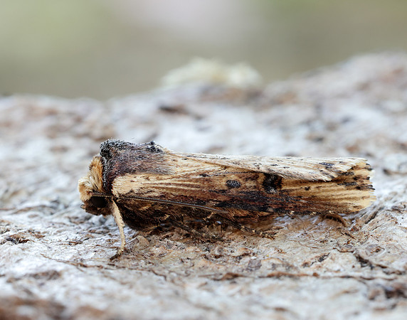 73.328 BF2098 Flame Axylia putris
