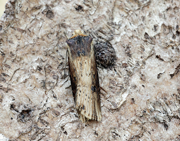 73.328 BF2098 Flame Axylia putris