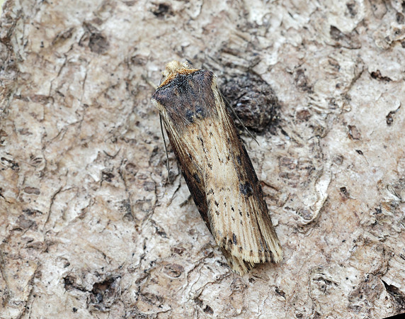 73.328 BF2098 Flame Axylia putris