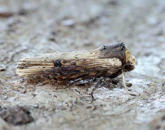 73.328 BF2098 Flame Axylia putris