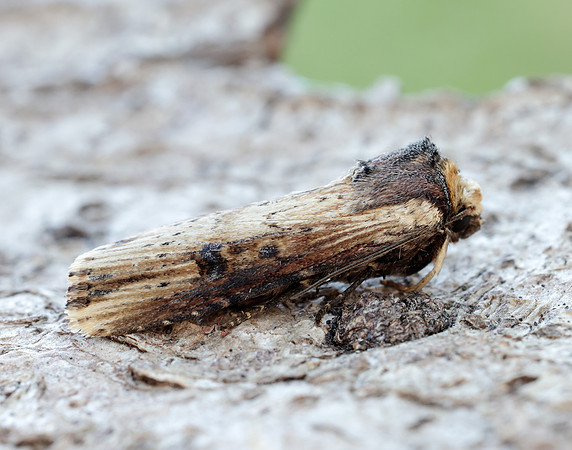 73.328 BF2098 Flame Axylia putris