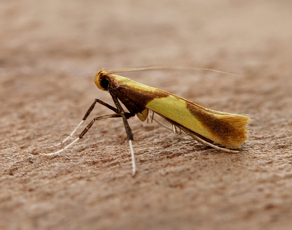15.008 BF286 Caloptilia alchimiella