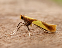 15.008 BF286 Caloptilia alchimiella
