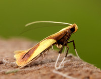 15.008 BF286 Caloptilia alchimiella