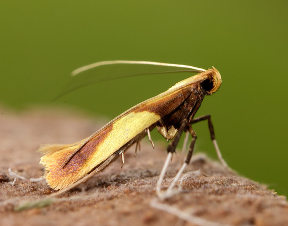 15.008 BF286 Caloptilia alchimiella