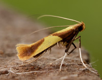 15.008 BF286 Caloptilia alchimiella