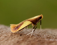 15.008 BF286 Caloptilia alchimiella