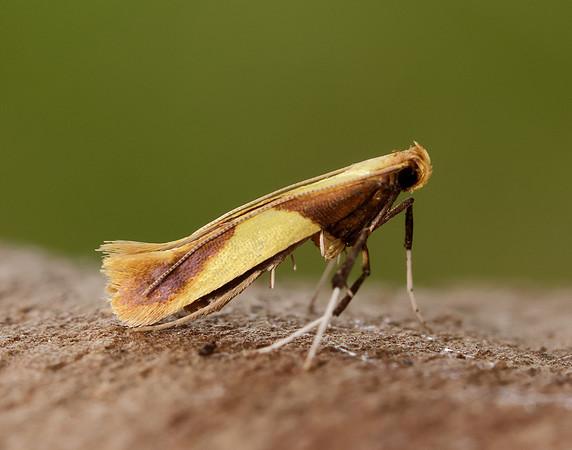 15.008 BF286 Caloptilia alchimiella