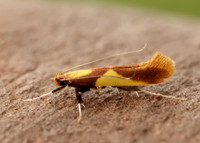 15.008 BF286 Caloptilia alchimiella