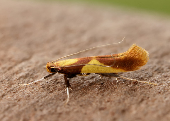 15.008 BF286 Caloptilia alchimiella