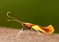 15.008 BF286 Caloptilia alchimiella