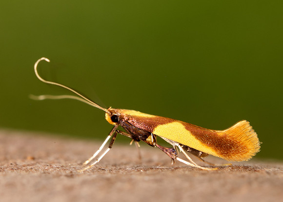 15.008 BF286 Caloptilia alchimiella