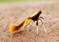 15.008 BF286 Caloptilia alchimiella