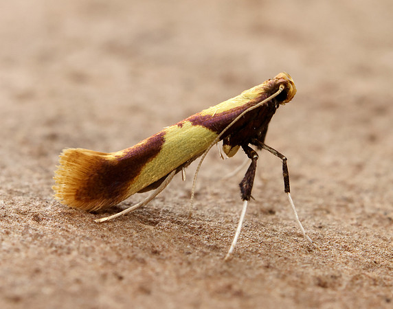 15.008 BF286 Caloptilia alchimiella