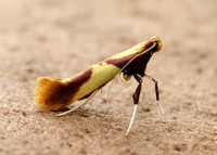 15.008 BF286 Caloptilia alchimiella