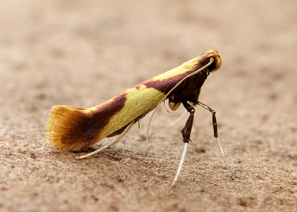 15.008 BF286 Caloptilia alchimiella
