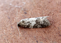 49.049 BF1024 Light Grey Tortrix Cnephasia incertana