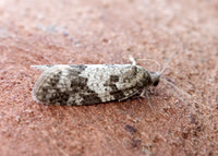 49.049 BF1024 Light Grey Tortrix Cnephasia incertana agg.