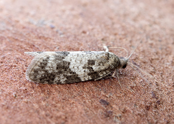 49.049 BF1024 Light Grey Tortrix Cnephasia incertana