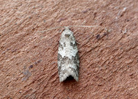 49.049 BF1024 Light Grey Tortrix Cnephasia incertana