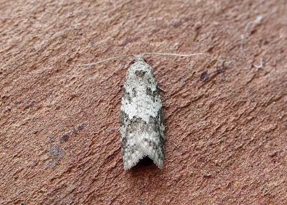 49.049 BF1024 Light Grey Tortrix Cnephasia incertana