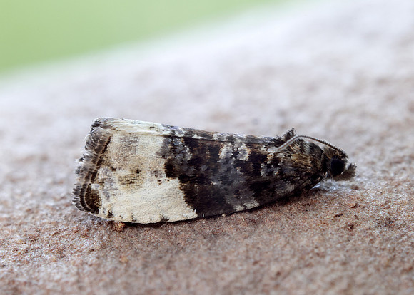 49.157 BF1082 Plum Tortrix Hedya pruniana