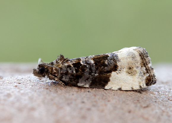49.157 BF1082 Plum Tortrix Hedya pruniana