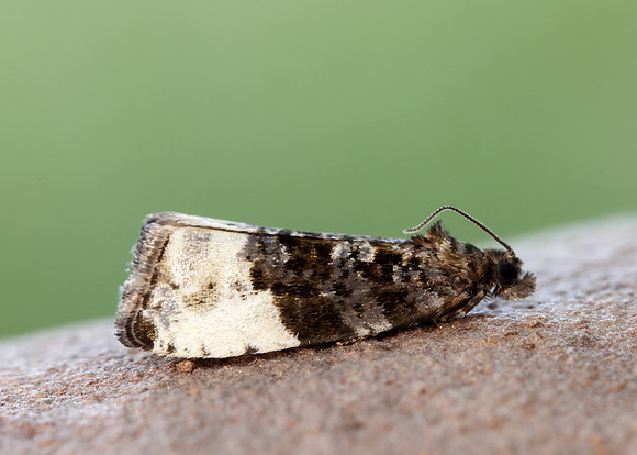 49.157 BF1082 Plum Tortrix Hedya pruniana