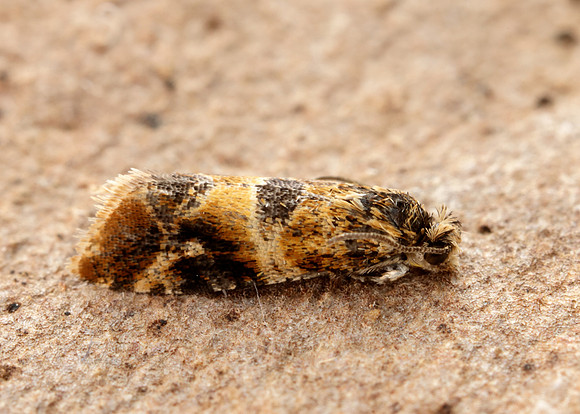 49.184 BF1106 Lobesia reliquana