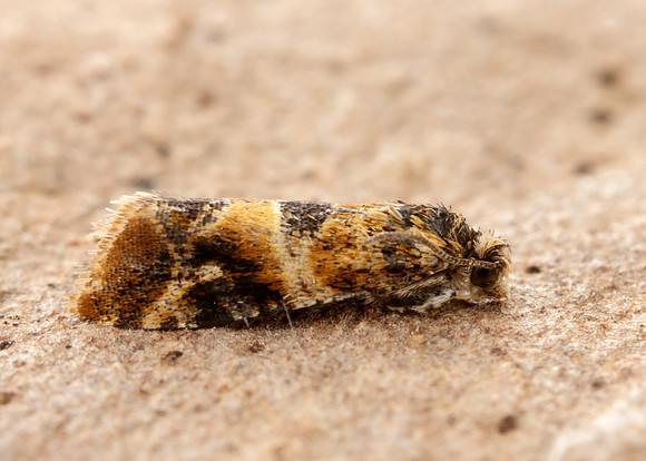 49.184 BF1106 Lobesia reliquana