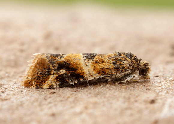 49.184 BF1106 Lobesia reliquana