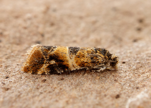 49.184 BF1106 Lobesia reliquana