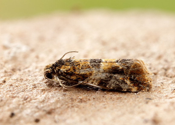 49.184 BF1106 Lobesia reliquana