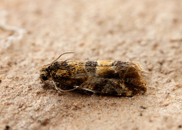 49.184 BF1106 Lobesia reliquana