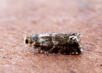 49.252 BF1142 Epinotia tedella