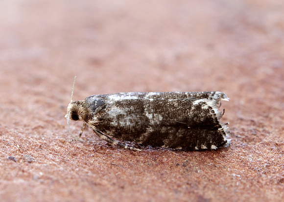 49.252 BF1142 Epinotia tedella
