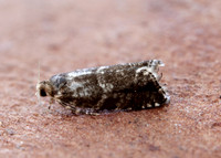 49.252 BF1142 Epinotia tedella