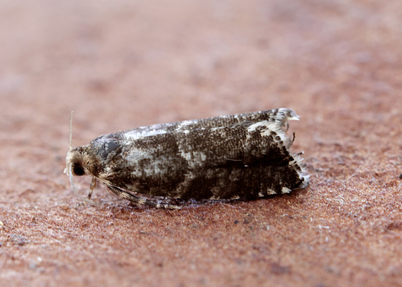 49.252 BF1142 Epinotia tedella