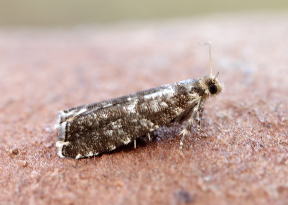 49.252 BF1142 Epinotia tedella