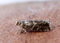 49.252 BF1142 Epinotia tedella
