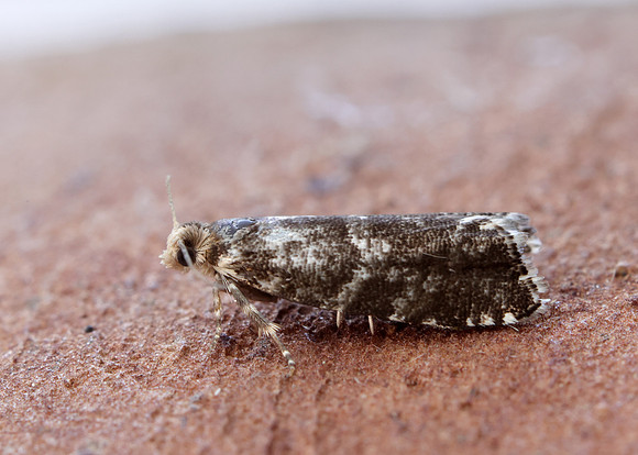 49.252 BF1142 Epinotia tedella