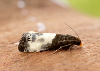 49.292 BF1174 Notocelia cynosbatella